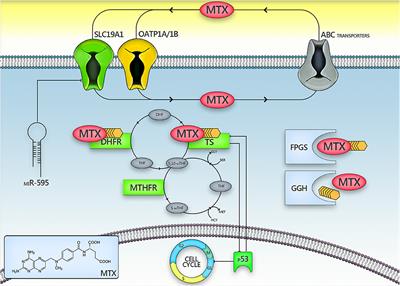 Polymorphisms of SLC19A1 80 G>A, MTHFR 677 C>T, and Tandem TS Repeats Influence Pharmacokinetics, Acute Liver Toxicity, and Vomiting in Children With Acute Lymphoblastic Leukemia Treated With High Doses of Methotrexate